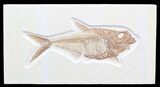 Detailed, Diplomystus Fossil Fish - Wyoming #41046-1